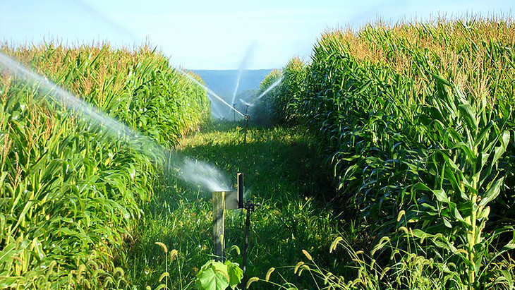 Living Filter Corn Irrigation