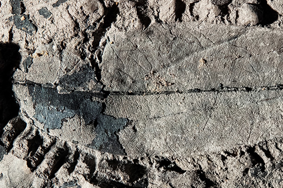 First fossil evidence of endangered tropical tree discovered
