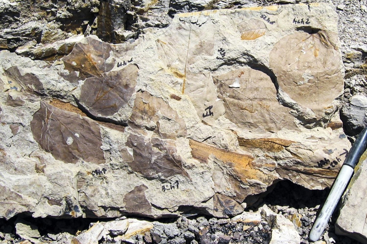 Fossils show widespread plant extinctions after asteroid wiped out dinosaurs