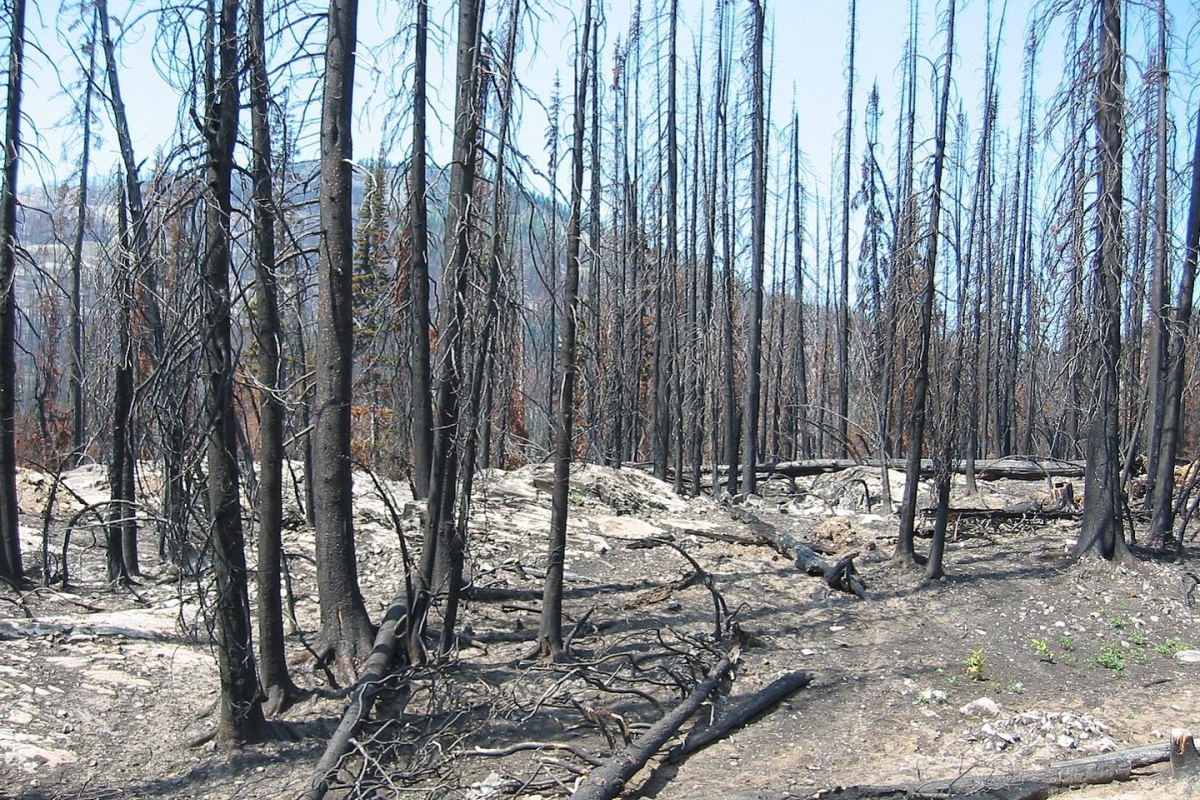 Post-fire forest recovery tools developed