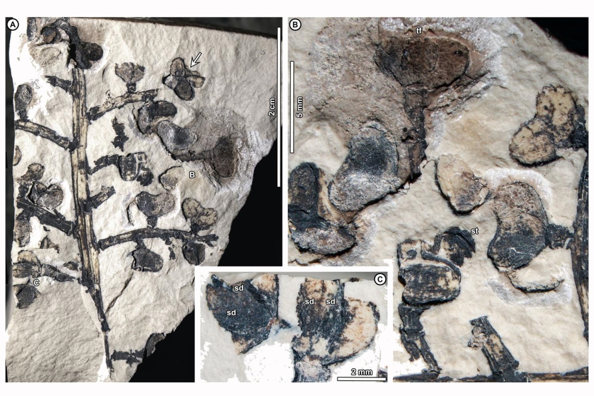 Spurge purge: Plant fossils reveal ancient South America-to-Asia 'escape route'