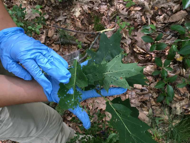 Leaf study brings boom to CZO