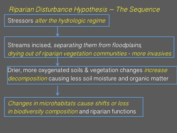 Riparia presentation page 30