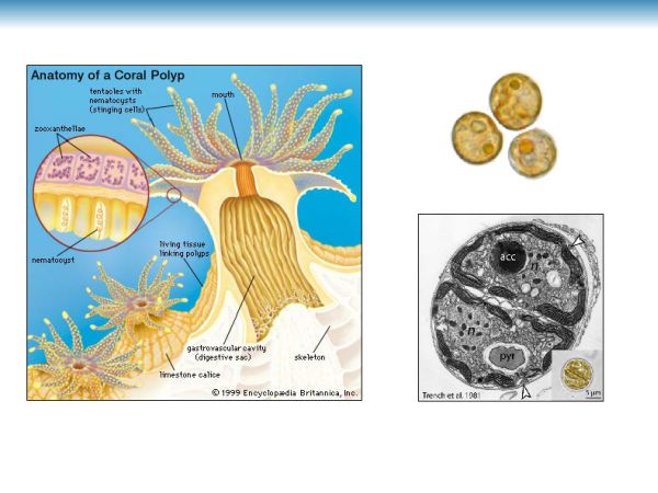 EarthTalks Fall 2014 - Parkinson presentation - page 03